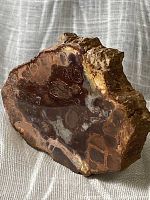 Piece of petrified wood showing polished mineralized interior with brown and reddish tones and rough natural edges, placed on a gray fabric background.