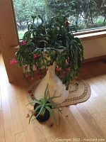 White cement plant stand with Christmas cactus and Aloe Vera plant on hardwood floor near window.