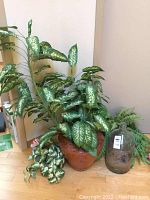 Artificial plants in pots and large glass bottle terrarium on wooden surface