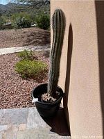 Full view of the tall saguaro cactus in its black plastic pot placed against beige stucco wall outdoor on tiled patio with rocky landscaping in background.