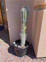 Full view of tall saguaro cactus in black plastic pot under sunlight in outdoor setting near wall corner.