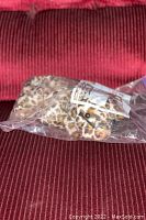 Ty Beanie Baby Freckles plush leopard inside clear plastic bag with intact tags visible, laid on red textured fabric.