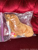 Front and side view of Paul the Walrus plush toy sealed inside clear plastic bag showing brown fabric, white tusks, black eyes, and Ty tag.