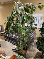 Photo of approximately 5-foot tall ficus tree with natural twisted trunk and green leaves in black square planter with moss base.