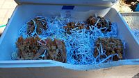 Several large brown selenite crystal clusters tightly packed in a box with shredded paper for padding.