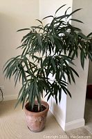 Healthy ficus tree with slender green leaves in a textured clay pot accompanied by a water tray placed on the floor near the corner of a room with neutral walls and carpet flooring.