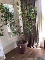 Tall leafy real potted plant near window with curtain, showing height and foliage.