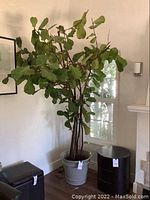 Full view of tall fiddle leaf fig plant with many green leaves in beige pot on wood floor against white wall