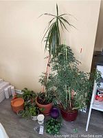 Overview photo of collection of live potted plants including tall dracaena and umbrella plants with multiple plastic and terracotta pots, faux ivy and planters.