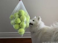 Clear plastic bag containing around 12 used tennis balls with a white dog sniffing it in the background.