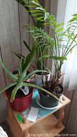 Three house plants in pots on small wooden table near window: palm-style plant, snake plant, aloe vera.