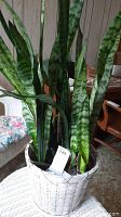Full view of the snake plant showing tall green variegated leaves inside white wicker basket.