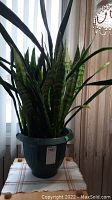Full view of Sansiveria (Snake Plant) with long green leaves in plastic pot on table near window.