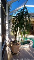 Tall live palm tree with long green narrow leaves in beige ceramic pot. Outdoors near pool with tiled edge.
