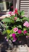 Close-up of pink and green flowering plants in a 12" pot as example of seasonal urn insert