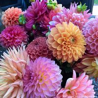 Close-up photo of colorful dahlia flowers showcasing the floral products available from Butternut Creek Flowers.
