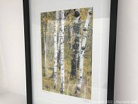 Framed and matted photograph hanging on a wall showing birch trees with fall foliage.