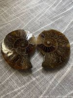 Two polished ammonite fossil shell halves, showing the interior spiral patterns on a fabric background.