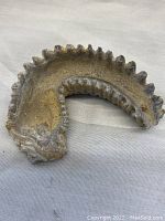 Curved section of fossilized oyster showing ridged texture and coloration from natural mineralization.