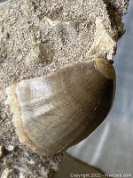 Close-up of the conical, brownish fossilized mosasaur tooth embedded in beige sedimentary rock matrix, highlighting the enamel texture and surrounding matrix details.