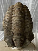 Front view of Flexicalymene trilobite fossil showing detailed ridges and exoskeleton pattern.