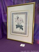 Full view of framed Rosa Noisettiana print against purple backdrop.