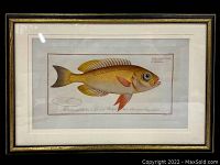 Full view of framed fish print hanging against a wall