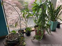 Wide shot showing five planters of varying sizes with plants on a window sill overlooking a garden.