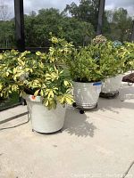 Three live plants in large white plastic pots placed outdoors on a patio area.