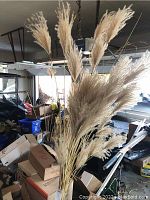 Photo showing tall bundle of plumed ornamental grasses standing against boxes in a garage, beige natural color, feathery tops with thin stalks.