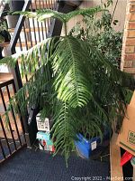 Front view of mature Norfolk Pine showing large drooping evergreen leaves and overall plant structure in blue glazed pot.