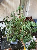 Umbrella Plant with lush green compound leaves clustered around multiple stems, showing full size and spread on a black tile floor near railing.