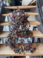 Long view of Tradescantia zebrina plant draping down wooden stairs showing full length of foliage and stems