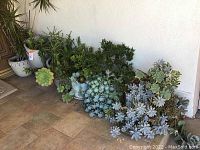 Multiple succulent plants placed together in an entryway area, showing grouping and planter pots
