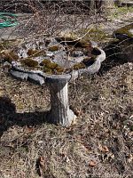 Full view of the concrete birdbath outdoors surrounded by dry grass and moss on top surface.
