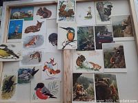 Top-down view of 23 vintage Russian postcards arranged showing various wildlife and nature-themed illustrations, including birds, squirrels, and foxes in vibrant colors.