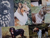 Photo showing close-up view of five postcards with various dog breeds including black-and-white medallion dog, Collie, and others.