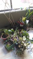 Wide view of multiple potted plants arranged near a window showing variety in size and species.