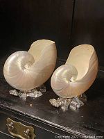 Front view of both nautilus ornaments on stands