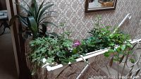 Two white trays holding various live green plants with different types of leaves and a pink flower, placed against a patterned wallpaper background.