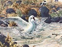 Close-up of swan spreading wings on water with rocks and foliage showing detail and color.