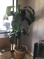 Full view of the faux banana tree in a brown pot inside a room near a window and boxes.