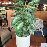 Full view of the faux green leafy plant in white pot on a wooden table with surrounding furniture in background.