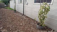 Wide view showing three trailing plants in tin pots aligned alongside house siding on mulch ground.