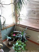 Four potted indoor plants grouped near corner window, in three ceramic and one plastic pots