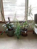 Three ceramic pots containing different green plants with medium to long leaves. One pot has a terracotta sculpture partially visible in it. The window and light from outside provide backlighting.