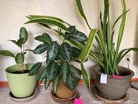 Photo of three indoor potted plants: left plant in green plastic pot, center plant in beige ceramic pot, right plant in grey ceramic pot with upright long leaves.