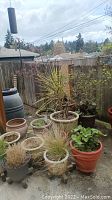 Multiple glazed and terracotta pots with assorted plants on outdoor surface