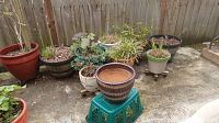 Overview of nine assorted pots and plants on concrete patio against wooden fence