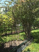 Tall rusty iron garden trellises with finial tops and various garden stakes resting against them outdoors near garden beds